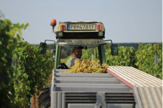 vino